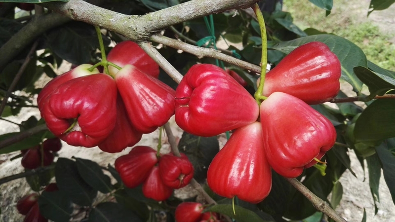 大叶红莲雾 - 泰国青柚苗_越南青柚苗_凤梨释迦苗_西瓜凤梨苗_百香果