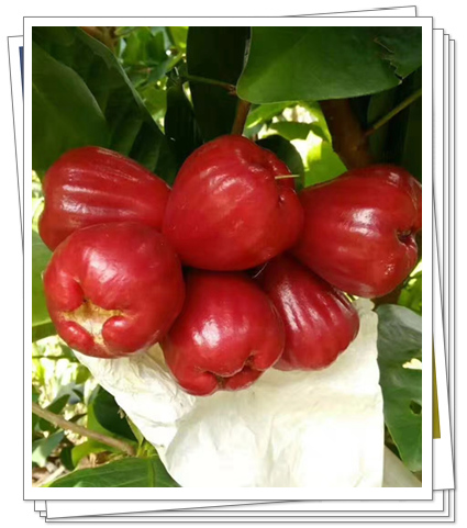 泰国青柚苗_越南青柚苗_凤梨释迦苗_西瓜凤梨苗_百香果_美周农业